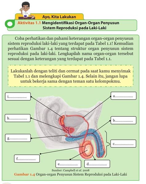 Lengkapilah Nama Organ Organ Penyusun Sistem Reproduksi Pada Laki Laki