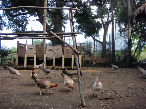 Game bird farms near me. Game Fowl Pens - 🅶🅰🅼🅴 🆅🅸🆁🅰🅻 2020