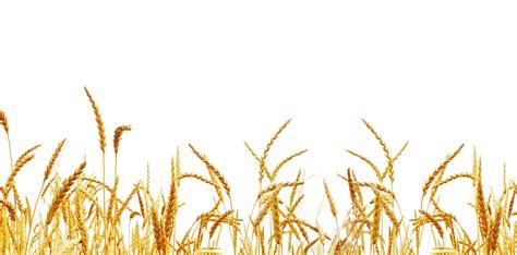 Farm Wheat Field Png Free Image Png All Png All