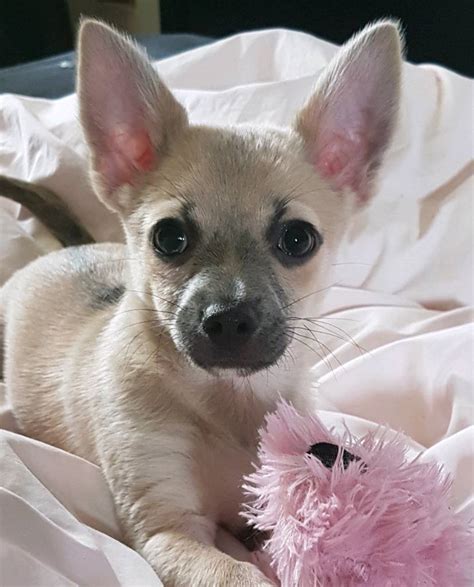 One Beautiful Male Chihuahua Puppie Looking For A Loving Forever Home