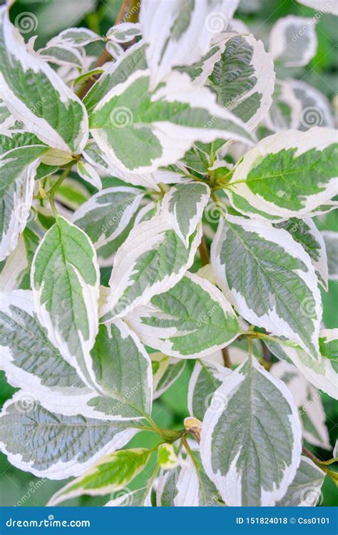 Ddecorative Garden Shrub Branches With Green And White Bicolored Leaves