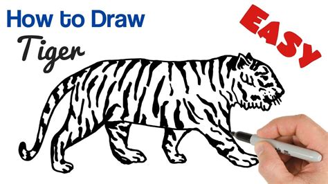 How To Draw A Tiger Easy Animals Drawing Art Tutorial Youtube