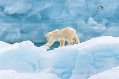 How To Photograph Polar Bears Nature Ttl