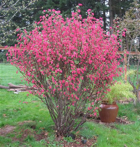 When to prune a shrub depends mostly on when it blooms and whether it flowers on growth produced in the same or previous years. Pin on V+E Native Garden