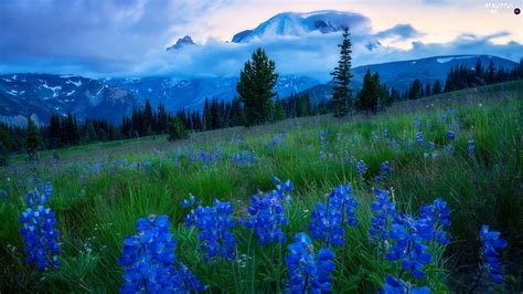 Mountains Flowers Viewes Lupine Meadow Trees Fog Beautiful