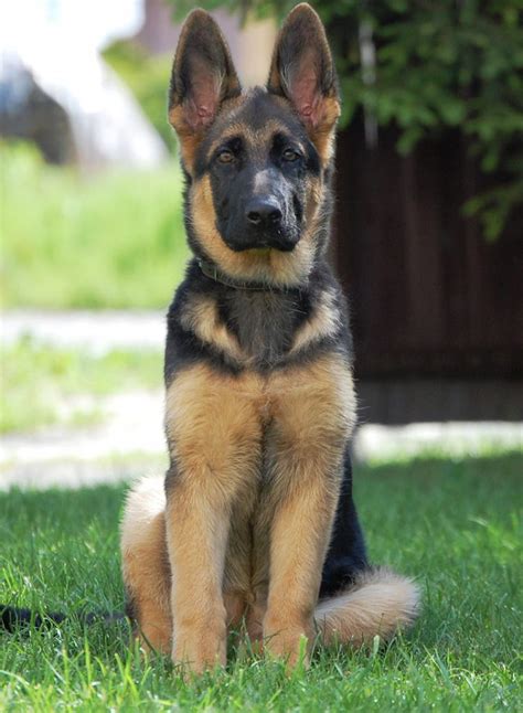 German Shepherd Names Over 200 Great Ideas The Happy Puppy Site