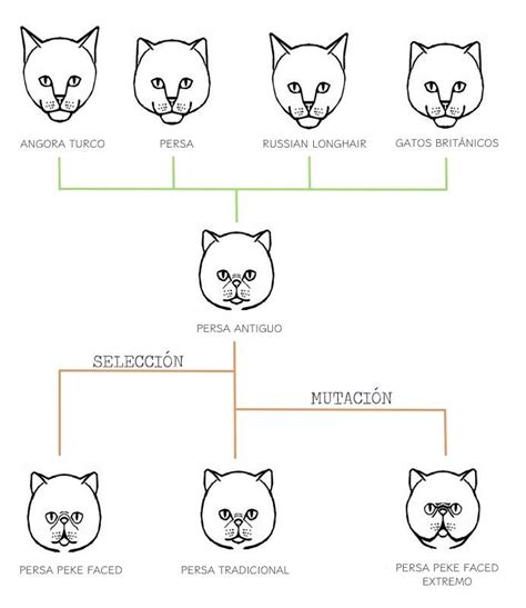 Evolucion Del Gato Persa Cat Body Cats Cat Colors