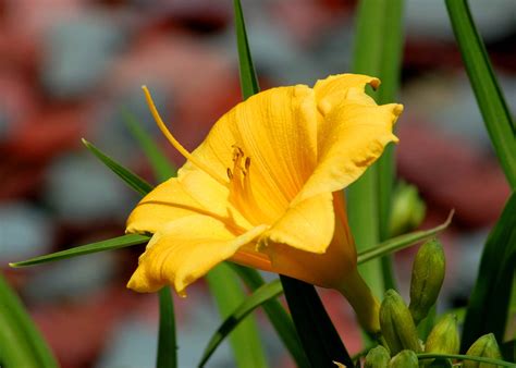 Apr 08, 2020 · they bloom most of the summer (sometimes all the way until frost) in pinks and purples. 17 Best Perennials That Offer Long Bloom Periods
