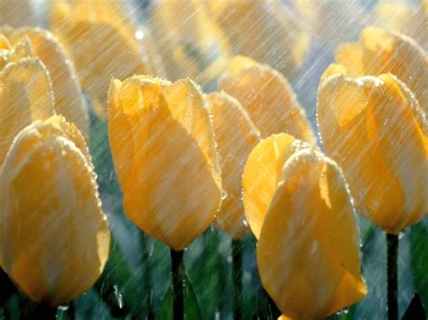 Nature Tulips Flowers Rain Wallpapers Hd Desktop And Mobile
