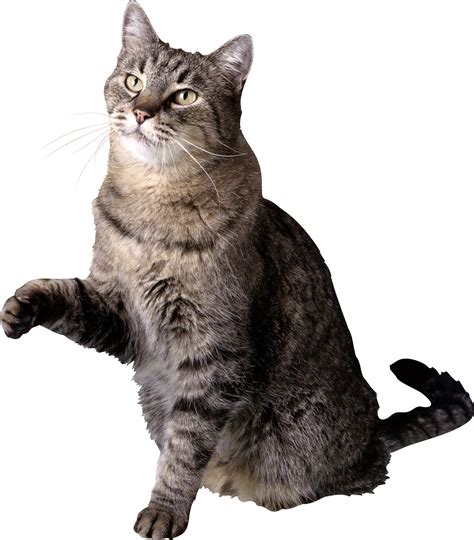 Cat Png Picture Transparent Image Download Size 1911x2180px