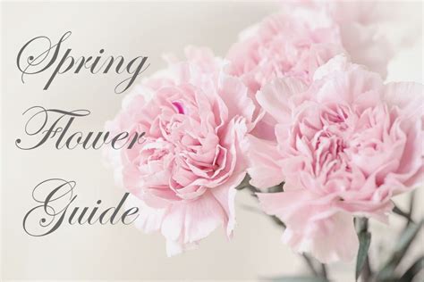According to a tradition dating back to the ancient romans, the characteristics and symbolic meanings of your birth flower play a part in determining your personality. Spring Flower Guide | Flower meanings, Flower guide, Birth ...