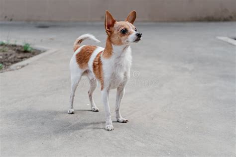 Adult Chihuahua Dog Sleeping On A Blanket Stock Image Image Of Cute