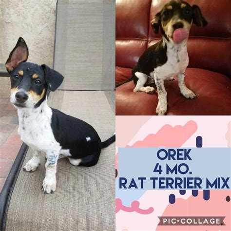 Why go to a dog breeder, cat breeder or pet store to buy a dog or buy a cat when you can adopt? Adopt A Pet Mesa Az - Anna Blog
