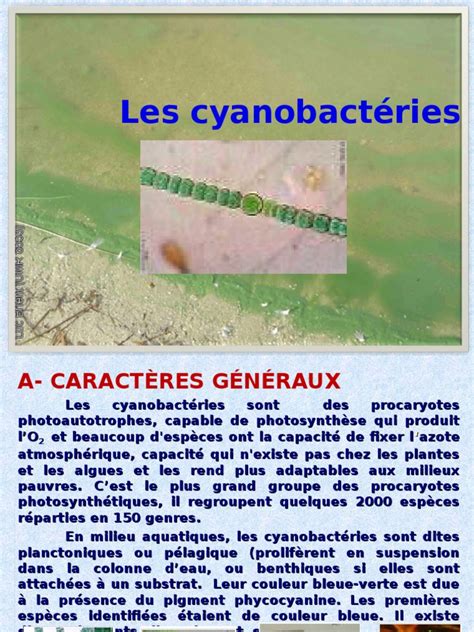 Cours De Biochimie En Ligne Gratuit - Cours II Cyanobactéries Micro Bio | Cyanobactéries | Biochimie