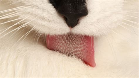 7 Facts About Cat Tongues Purrfect Love