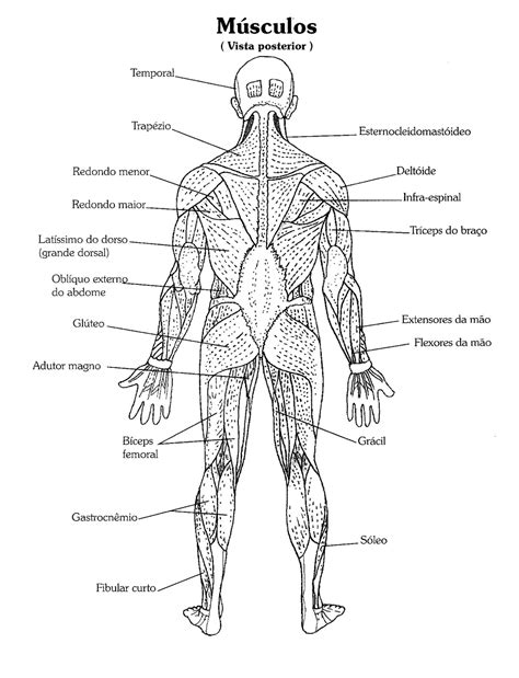 Ideas De Anatomia Humana Musculos En Anatomia Vrogue Co