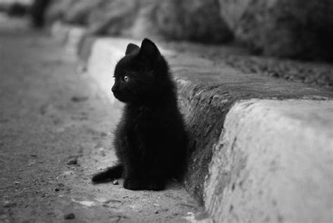 What we need you to do is recruit five people you know to select us as their charity on amazon smile. baby, baby cat, black and white and cat - image #272189 on ...