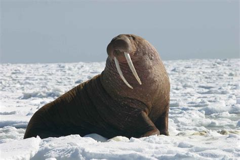 Free Images Sea Nature Snow Cold Looking Wildlife Ice Portrait