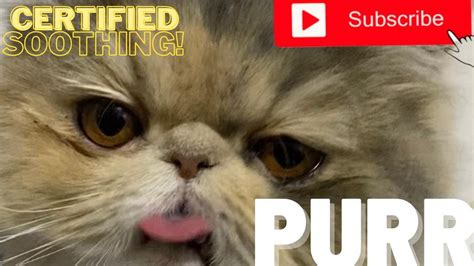 Happy Cat Purring Smoothly Relaxing Sound Youtube