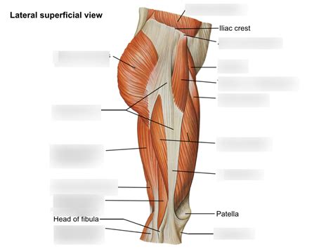 Lateral View Of Hip And Thigh Muscles Diagram Quizlet