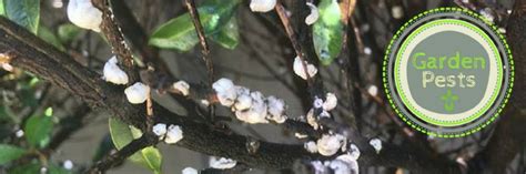 Welcome to the pest control canning vale. SOR Pest Control | Mandurah Pest Control Canning Vale Pest ...