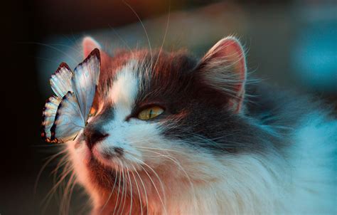 Wallpaper Butterfly On The Nose Spotted Cat Images For Desktop