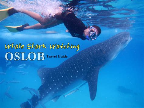 Whale Shark Watching In Oslob Cebu Love Eat Wander