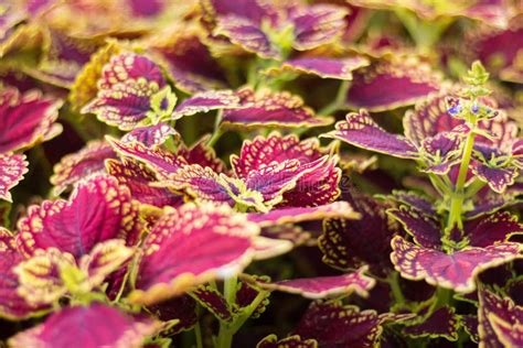 Coleus Flowers On A Garden Flower Bed Stock Image Image Of Flora