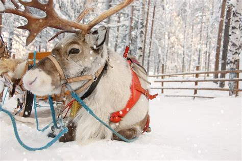 Why Reindeer Are Perfect To Pull Santas Sleigh The Independent