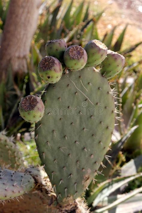 A pitaya or pitahaya is the fruit of several different cactus species indigenous to the americas. Opuntia Or Prickly Pear Fruit Stock Photo - Image of ...