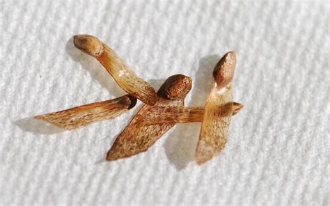 Seed Of The Week Pine Seed Growing With Science Blog