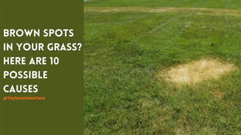 Brown Spots How To Fix Them Tayloes Lawn Care Services