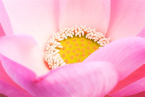 Lotus Symbolism Spiritual Enlightenment Age Of Lapin