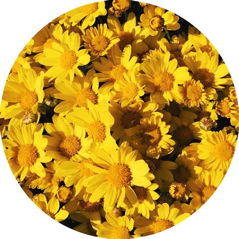 Download Background Aesthetic Yellow Flowers Tumblr Yellowflowers