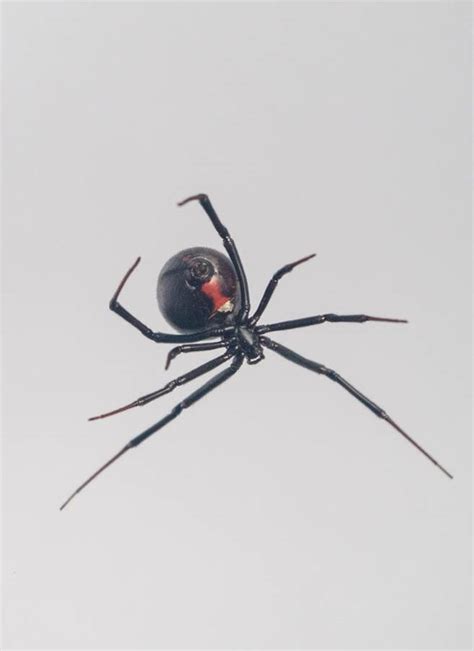 Where do black widow spiders live? Mystery of how black widow spiders create steel-strength ...