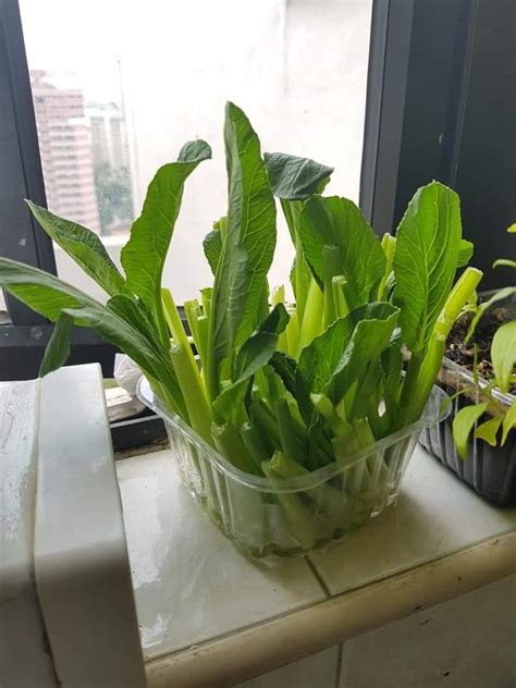 Apa sajakah bahan yang digunakan untuk membuat squishy? Tak Ada Apa Nak Buat, Elok Sangat Tanam Sayur Guna Lebihan Keratan Batang Je! - KELUARGA
