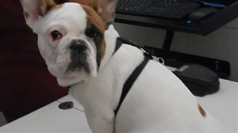 Cherry Eye In French Bulldog Dr Kreamer Youtube