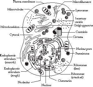 Prokaryotic cells can have multiple plasma membranes. The Structure of Prokaryote and Eukaryote Cells; info on ...