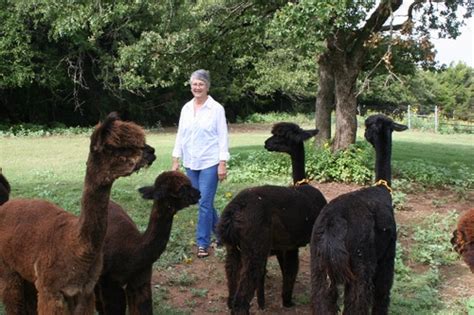 Openherd Just Right Alpacas Is A Farm Located In Jones Oklahoma Owned