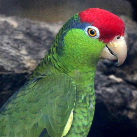 Green Cheeked Amazon Parrot