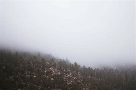 Free Download Green Trees Covered Fog Mountain Cover Fogs