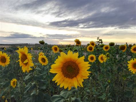 Yellow Sunflowers In A Field Under A Sky With Gray Clouds Stock Image