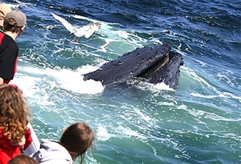 Six Child-Friendly Day Trips in Massachusetts - ITTN
