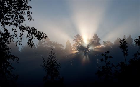 Hd Trees Forest Woods Sky Dawn Morning Filtered Sunlight Beams Rays