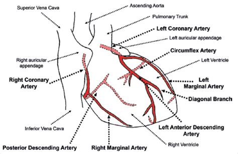 Revise the structures of the circulatory system. Coronary arteries (anterior view). | Download Scientific Diagram