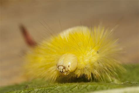 Big Hairy Caterpillar Stock Image Image Of Caterpillar 124123475