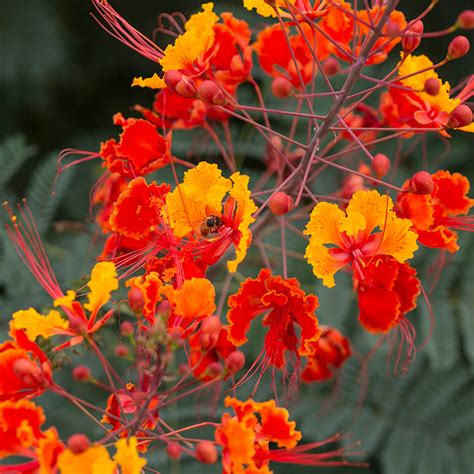 Red Bird Of Paradise Caesalpinia Pulcherrima Birds Hummingbirds