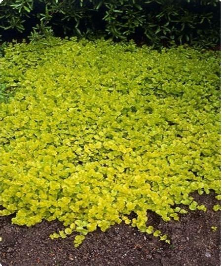 Use pachysandra to cover deeply shaded ground. Goldilocks - Creeping Jenny - Lysimachia nummularia ...