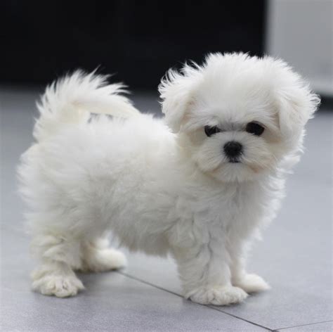 How Much Is A Micro Teacup Maltese Puppies