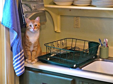 However, let's first look at some of the reasons they need the heart, liver, and bones of the animal also, and/or added supplements (especially if cooking the food), otherwise they can become sick. Feeding Rufus: How We Transitioned to Raw Cat Food